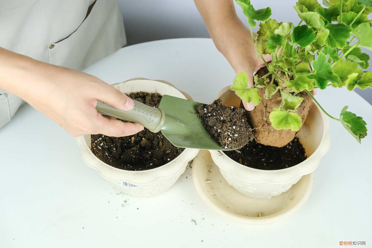 天竺葵的扦插方法视频教程 天竺葵的扦插方法