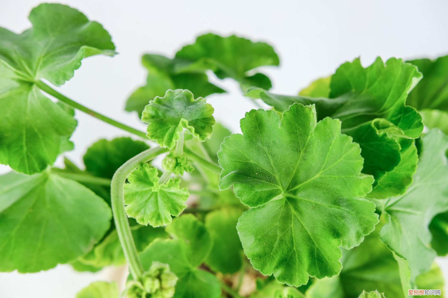 天竺葵的扦插方法视频教程 天竺葵的扦插方法