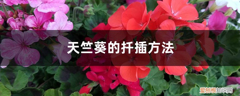 天竺葵的扦插方法视频教程 天竺葵的扦插方法