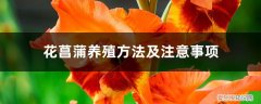 水菖蒲的养殖方法及注意事项 花菖蒲养殖方法及注意事项