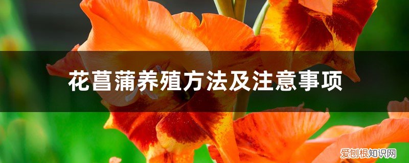水菖蒲的养殖方法及注意事项 花菖蒲养殖方法及注意事项