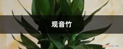 观音竹的养殖方法水培 观音竹怎么水培，掌握养护要点就可长得很好