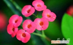 虎刺梅花如何修剪 修剪虎刺梅的好方法