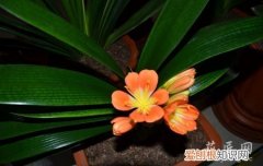 君子兰是如何繁殖的 君子兰是如何分株繁殖呢？