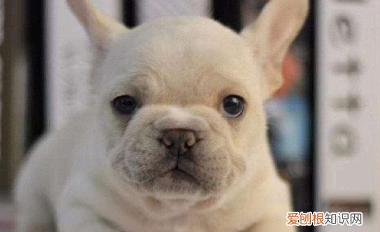 法斗几个月开始认主 法斗2～3个月大开始认主