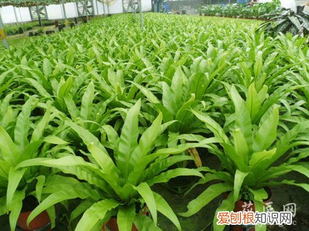 鸟巢蕨的养殖方法和注意事项图片 鸟巢蕨的养殖方法和注意事项