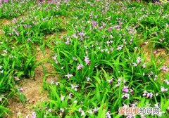 白芨种植技术和栽培,是一年一收吗 白芨的种植技术