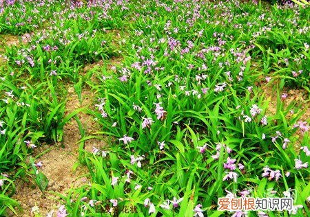 白芨种植技术和栽培,是一年一收吗 白芨的种植技术