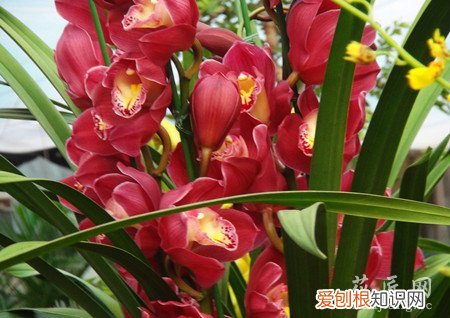 大花蕙兰不长怎么办 大花蕙兰只长叶子不出花芽