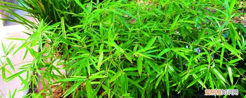 观音竹的养殖方法和注意事项盆栽 观音竹的养殖方法和注意事项,和富贵竹有什么区别