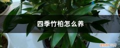 四季常青竹柏怎么养 四季竹柏怎么养