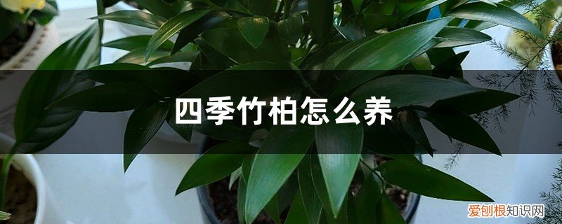 四季常青竹柏怎么养 四季竹柏怎么养