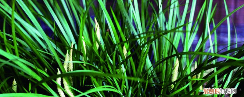 金钱蒲的养殖方法和注意事项 金钱蒲怎么养