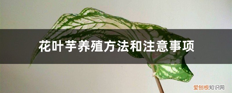 花叶芋怎样繁殖 花叶芋养殖方法和注意事项