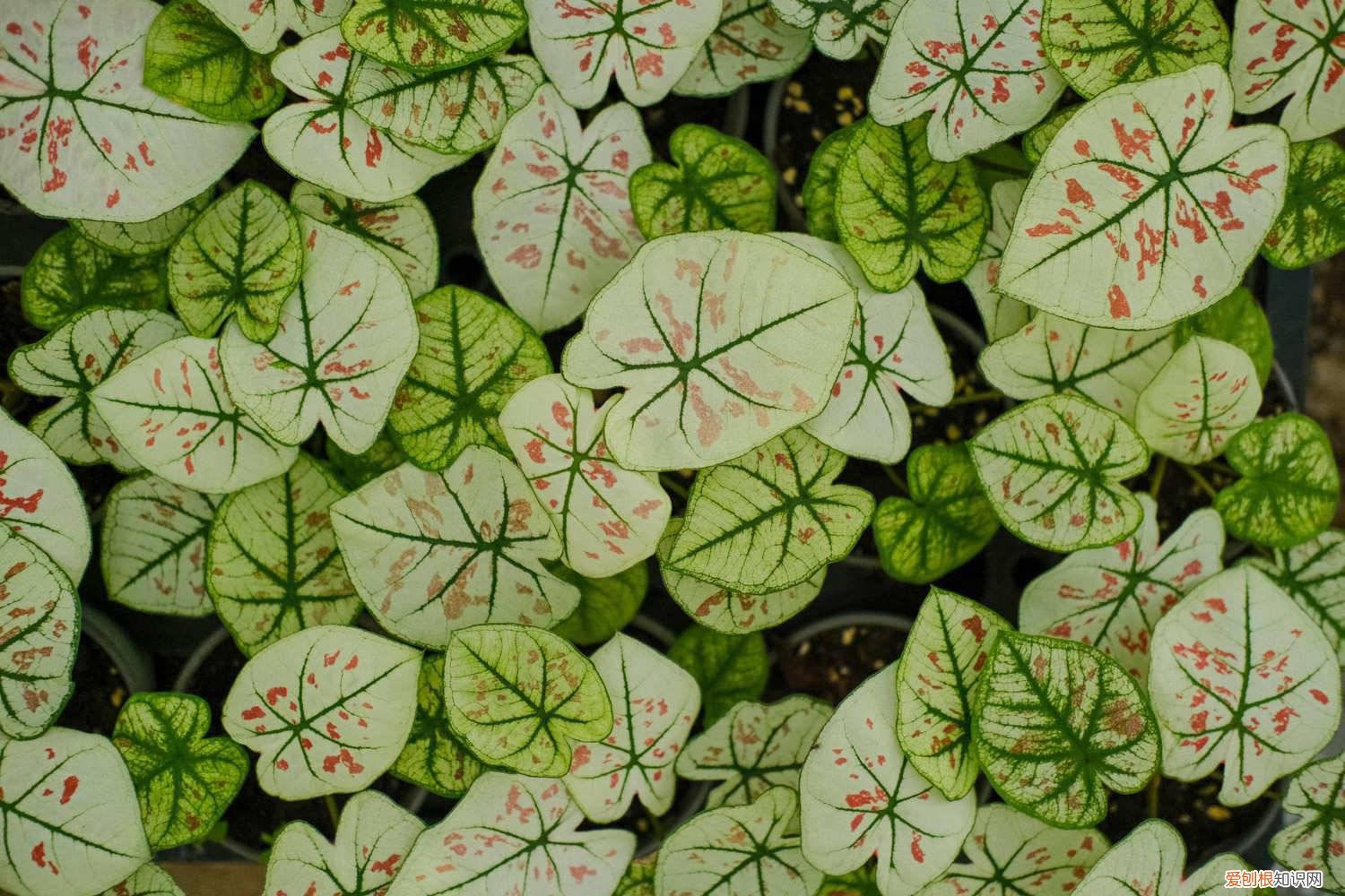 花叶芋怎样繁殖 花叶芋养殖方法和注意事项