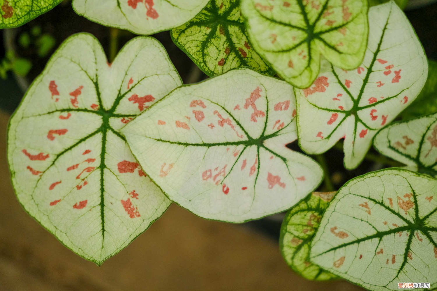 花叶芋怎样繁殖 花叶芋养殖方法和注意事项