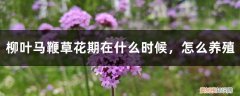 马鞭草什么时间开花 柳叶马鞭草花期在什么时候，怎么养殖