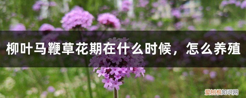 马鞭草什么时间开花 柳叶马鞭草花期在什么时候,怎么养殖