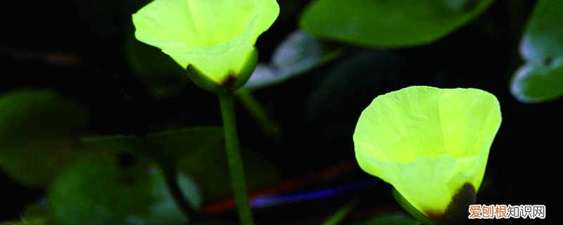 罂粟养殖注意事项 水罂粟怎么养殖