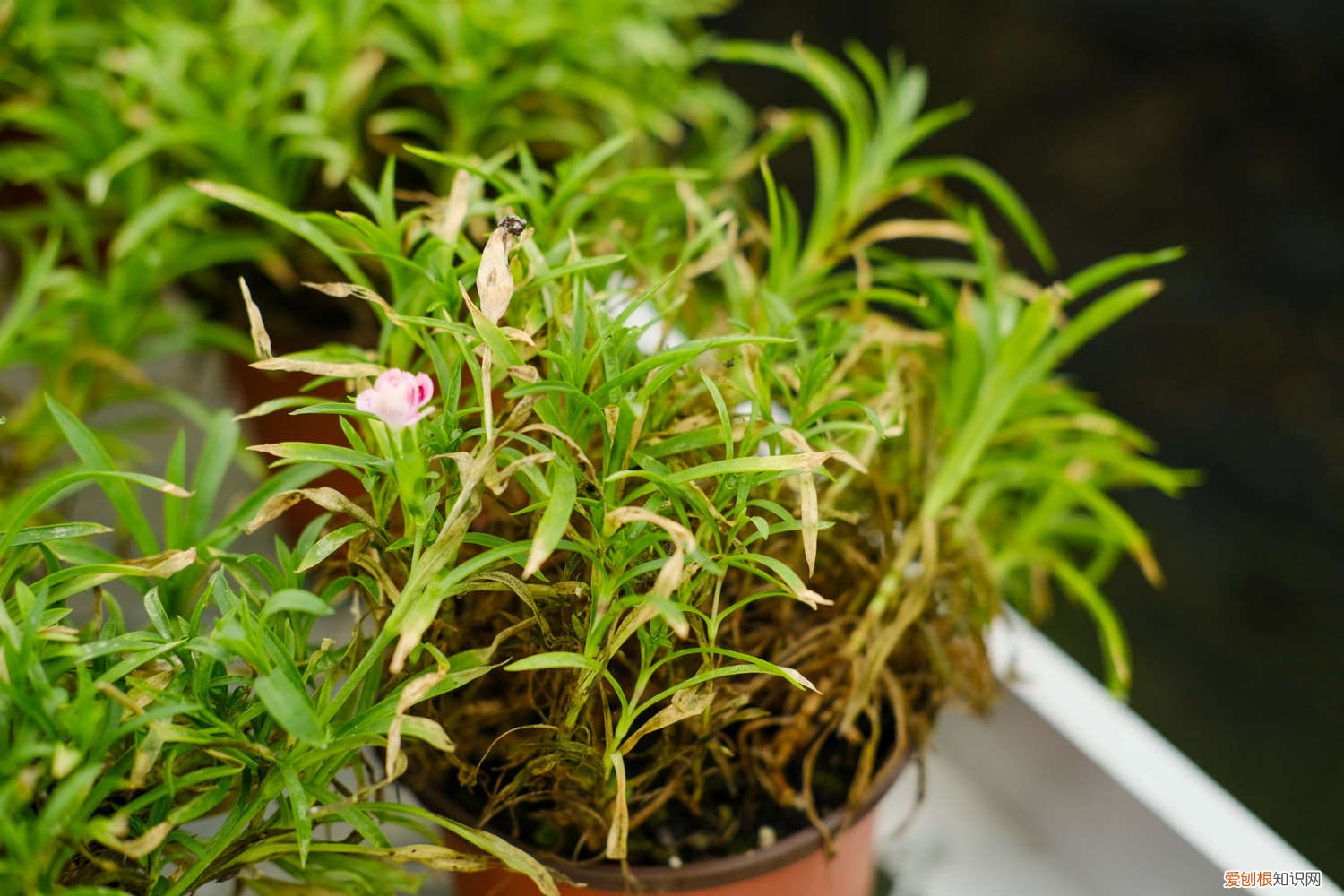 石竹梅可以养在卧室吗 石竹梅该怎么养