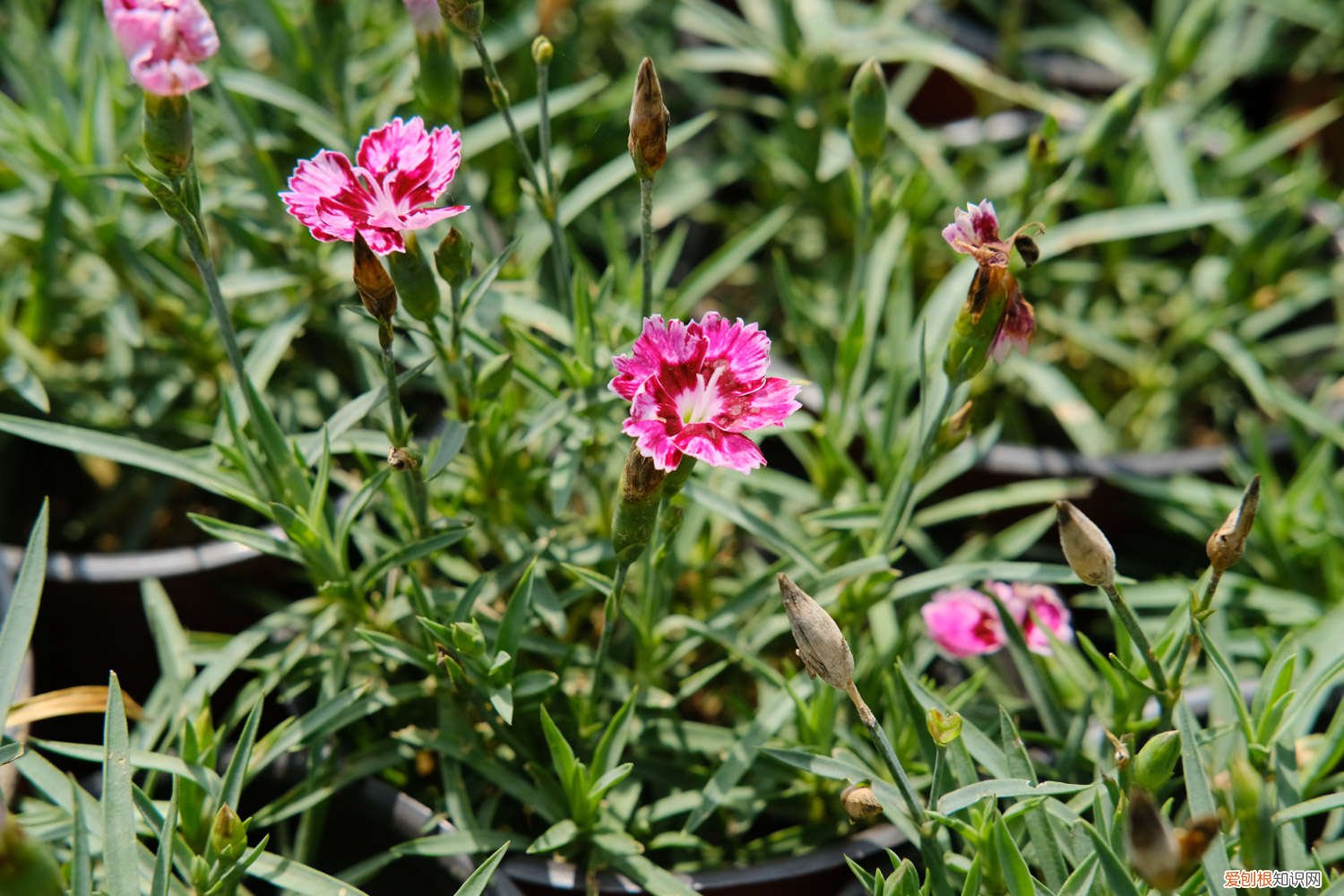 石竹梅可以养在卧室吗 石竹梅该怎么养