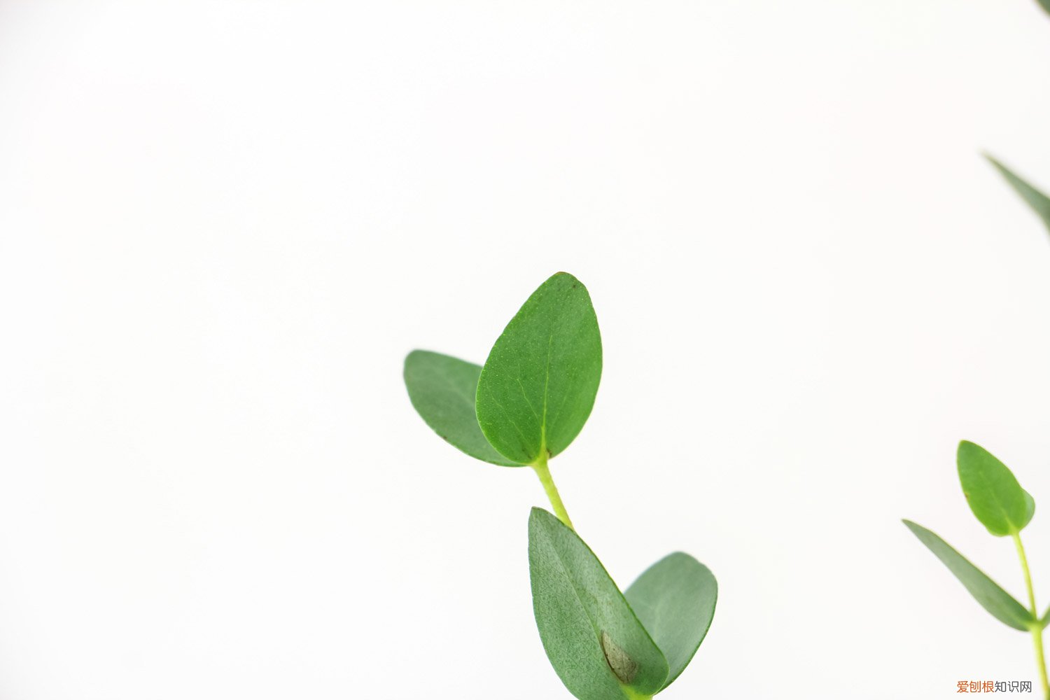 尤加利盆栽怎么养殖 尤加利盆栽怎么养