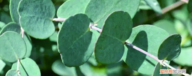 尤加利盆栽怎么养殖 尤加利盆栽怎么养