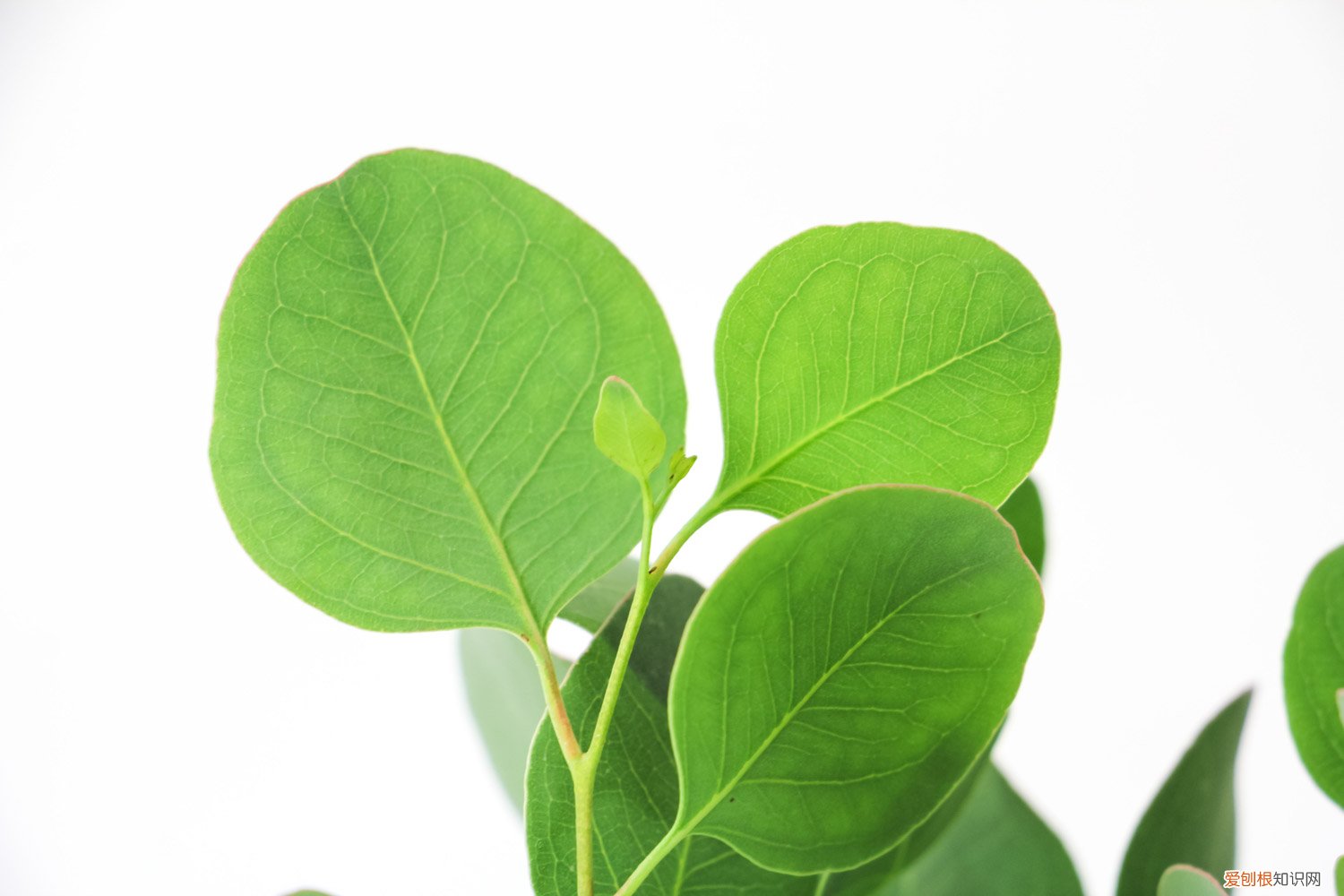 尤加利盆栽怎么养殖 尤加利盆栽怎么养