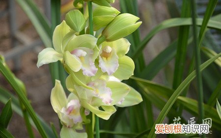 大花蕙兰用什么肥 大花蕙兰养殖的肥水管理