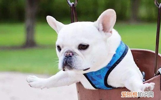 法斗幼犬拉稀怎么回事 法斗幼犬拉稀的原因