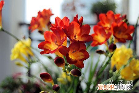 小苍兰栽培技术 小苍兰养殖方法