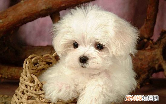 比熊身上有跳蚤怎么办 比熊身上有跳蚤的处理