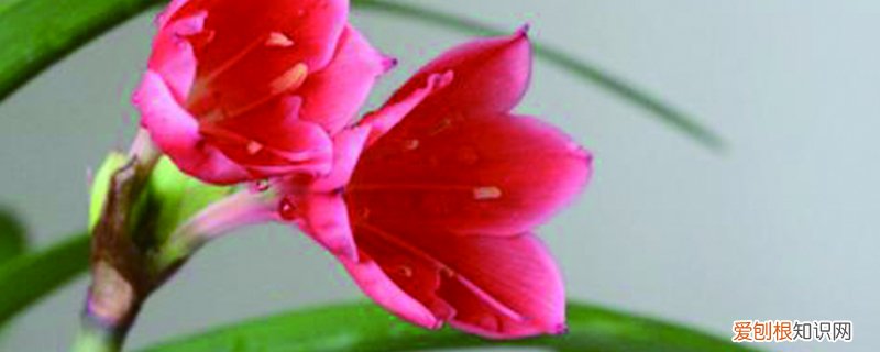 紫根兰的养殖方法视频 紫根兰的养殖方法