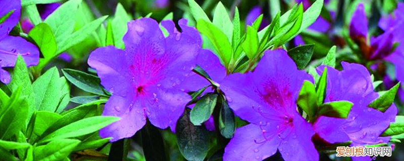 毛娟花怎么养 毛娟的养殖方法有哪些