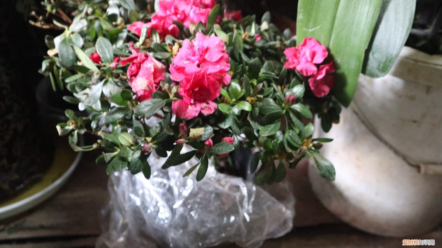 毛娟花怎么养 毛娟的养殖方法有哪些