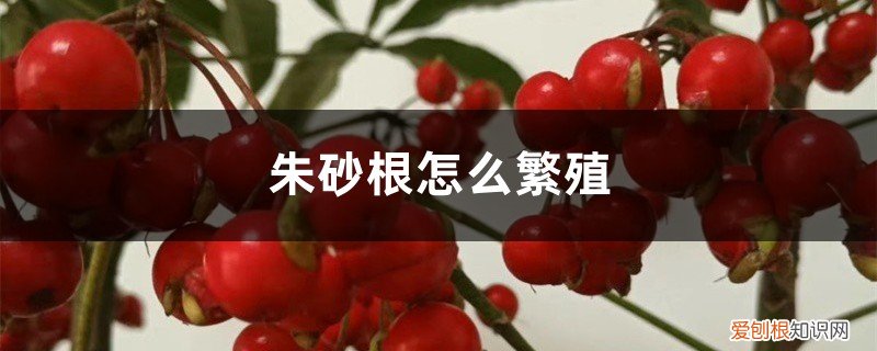 朱砂根种植方法 朱砂根怎么繁殖