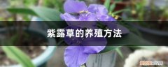 紫露草怎么种植 紫露草的养殖方法