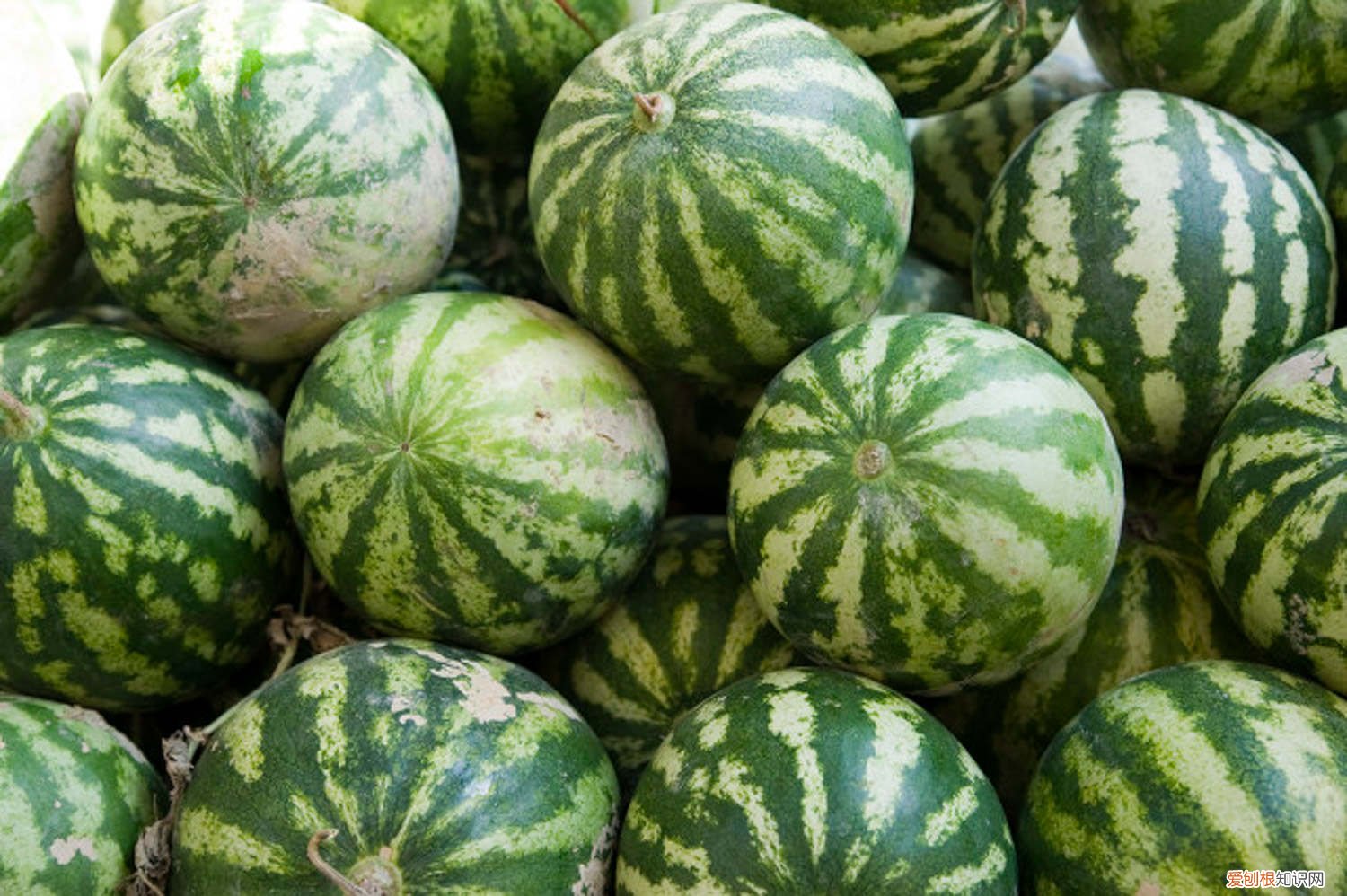 植物西瓜皮椒草有毒吗 西瓜皮椒草怎么养长得好