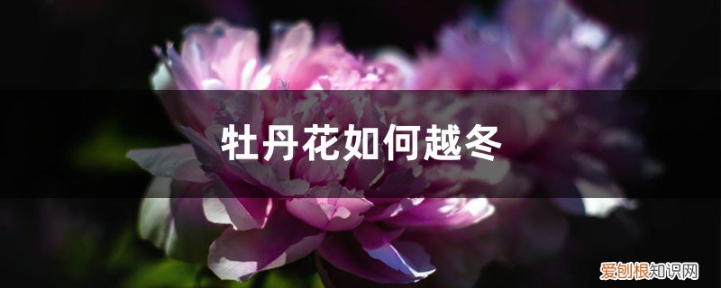 冬天牡丹花怎么栽培 牡丹花如何越冬
