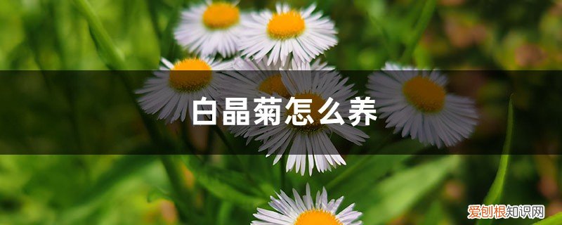 白晶菊怎么养才能开花 白晶菊怎么养