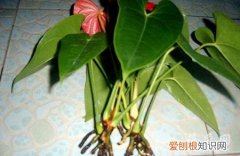 火鹤花 如何防治红掌根部腐烂(水养红掌根部腐烂怎么办)