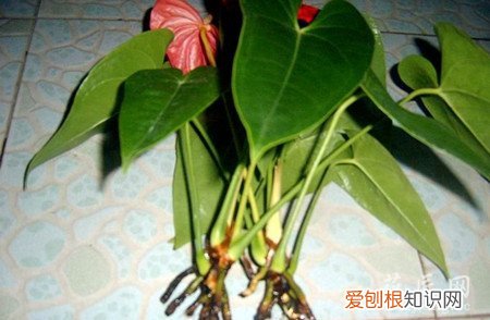 火鹤花 如何防治红掌根部腐烂(水养红掌根部腐烂怎么办)