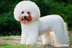 比熊生宝宝注意什么吗 比熊生宝宝注意事项