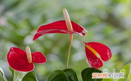 火鹤花的养殖方法和注意事项 火鹤花的养殖方法和注意事项