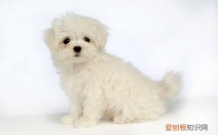 比熊吐了狗粮怎么办 比熊吐了狗粮的处理