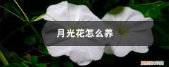 月光花盆栽 月光花怎么养