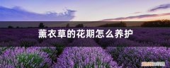 盆栽薰衣草的养殖方法和注意事项 薰衣草的花期怎么养护