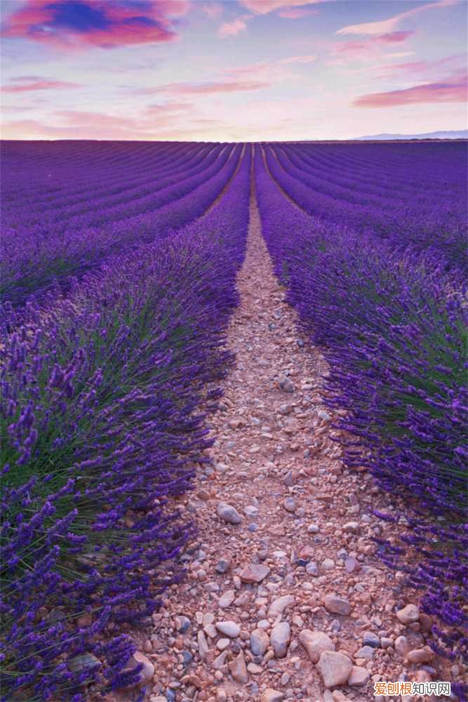 盆栽薰衣草的养殖方法和注意事项 薰衣草的花期怎么养护