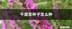 千屈菜科植物 千屈菜种子怎么种