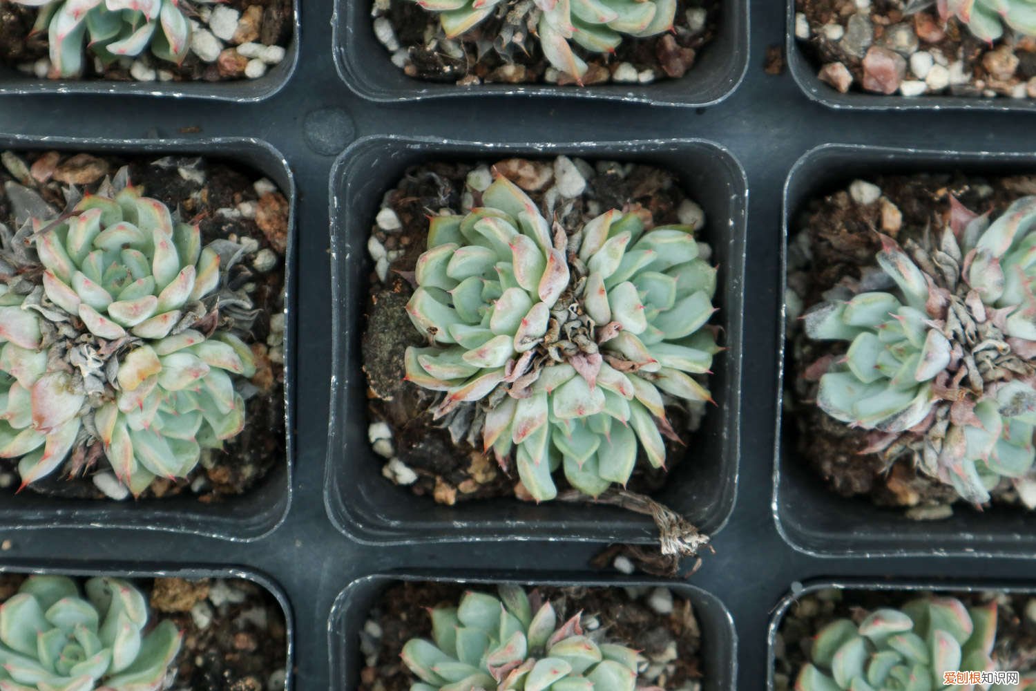 多肉多低温度会冻死 多肉植物温度低冻伤处理方法